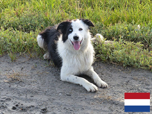 Ferienhaus mit Hund am Ijsselmeer in Holland