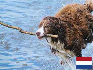 Ferienhaus mit Hund an der Nordsee in Holland
