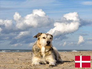 Ferienhaus mit Hund an der Ostsee Dänemarks