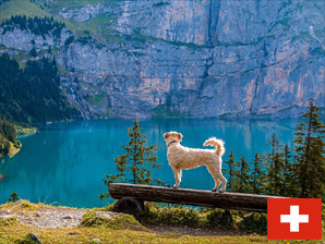 Ferienhaus mit Hund im Berner Oberland