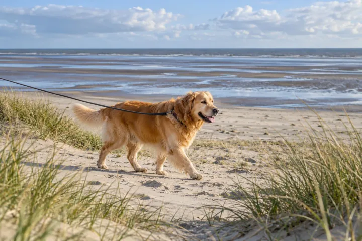 Illustration: Naturstrand hinter den Dünen