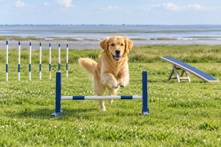 Illustration: 40 × 40 m Agility-Park